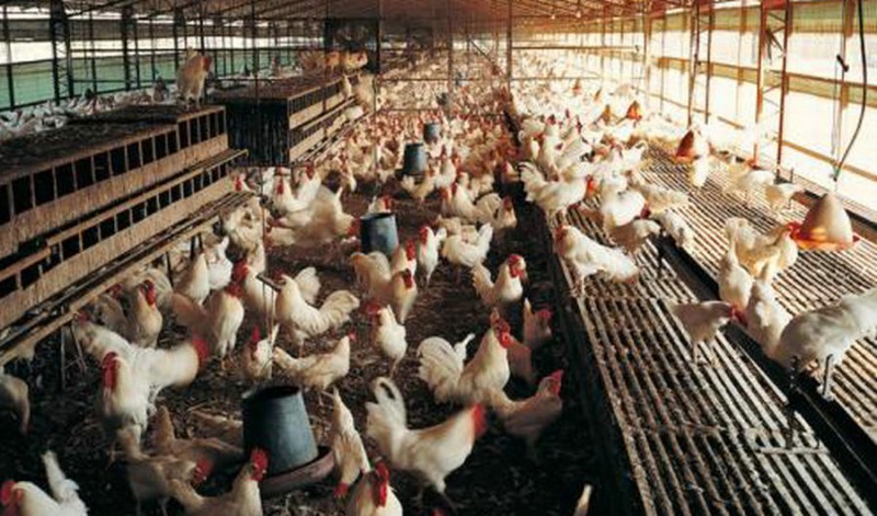 長(zhǎng)春雞場(chǎng)專用純凈水設(shè)備