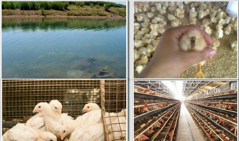 養(yǎng)雞場(chǎng)專用凈水設(shè)備,匯河提供凈水方案