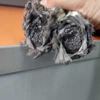 石墨盤根生產(chǎn)廠家